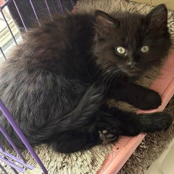 Hayden -  Domestic Medium Hair Cat for Adoption in Traverse City, Michigan - Hayden | PetCurious