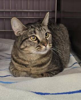 Domestic Short Hair Cats Available for Adoption in Vancouver, Washington - Daisy | PetCurious