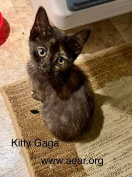 Kitty Gaga -  Domestic Medium Hair Cat for Adoption in Libertyville, Illinois - Kitty Gaga | PetCurious