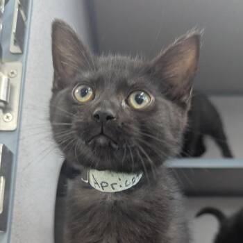 Apricot Archie -  Domestic Short Hair Cat for Adoption in Evansville, Indiana - Apricot Archie | PetCurious