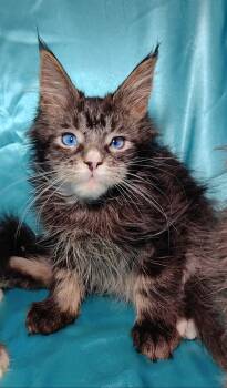 Cats for Sale - Blue | PetCurious