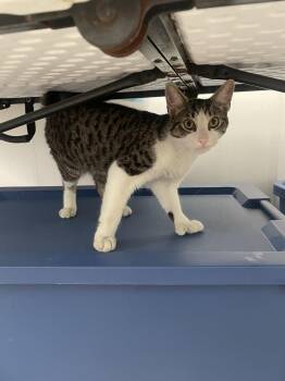 Squeak -  Domestic Short Hair Cat for Adoption in Trenton, New Jersey - Squeak | PetCurious