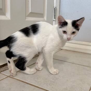 Dalmatian -  Domestic Short Hair Cat for Adoption in Sonora, California - Dalmatian | PetCurious