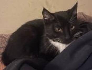 Domestic Short Hair Cats Available for Adoption - Bellamy | PetCurious