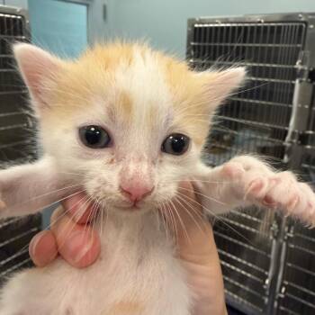 Newtons -  Domestic Short Hair Cat for Adoption in Greensboro, North Carolina - Newtons | PetCurious