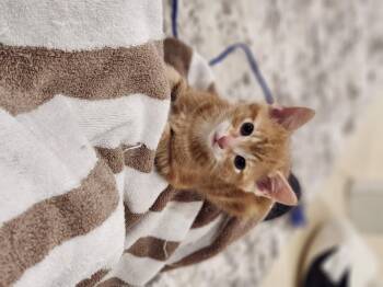 Ron -  Domestic Short Hair Cat for Adoption in Hamilton, Ontario - Ron | PetCurious