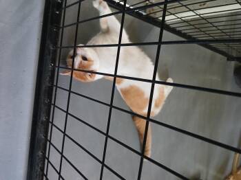 Boy George -  Domestic Long Hair Cat for Adoption in Iowa Falls, Iowa - Boy George | PetCurious