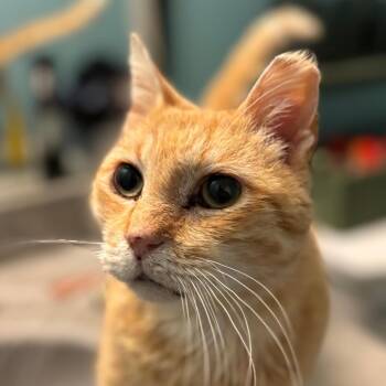 Domestic Short Hair Cats Available for Adoption in Asheville, North Carolina - Fat Boy | PetCurious