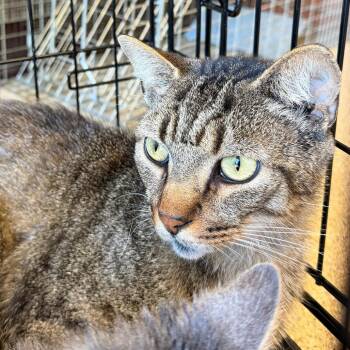 Aries -  Domestic Short Hair Cat for Adoption in Gloucester, Virginia - Aries | PetCurious