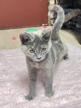 Circle -  Dilute Tortoiseshell and Domestic Short Hair Cat for Adoption in Mesa, Arizona - Circle | PetCurious