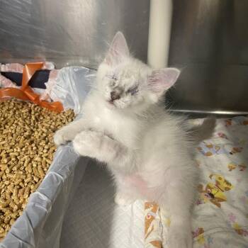 Azura - SPECIAL NEEDS - Blind -  Siamese Cat for Adoption in Union, Missouri - Azura - SPECIAL NEEDS - Blind | PetCurious