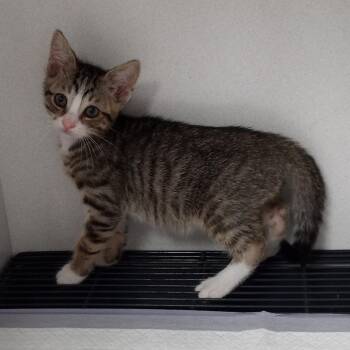 Ray -  Domestic Short Hair Cat for Adoption in Duncan, Oklahoma - Ray | PetCurious
