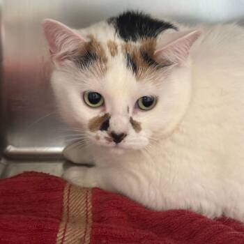 Bri -  Domestic Short Hair Cat for Adoption in Council Bluffs, Iowa - Bri | PetCurious