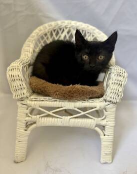 Rescue Domestic Short Hair Cats for Adoption in Picayune, Mississippi - Salem | PetCurious