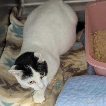 Domestic Short Hair Cats Available for Adoption in Madison, Wisconsin - Smoke | PetCurious