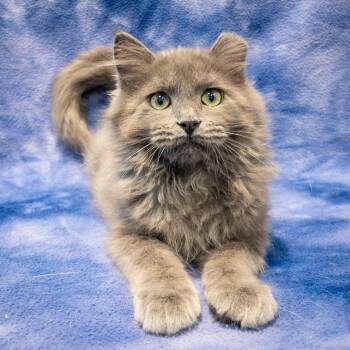Becca -  Domestic Long Hair and Maine Coon Cat for Adoption in Overland Park, Kansas - Becca | PetCurious