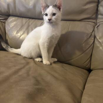 Domestic Medium Hair Cats Available for Adoption - Pete 2026-89 | PetCurious