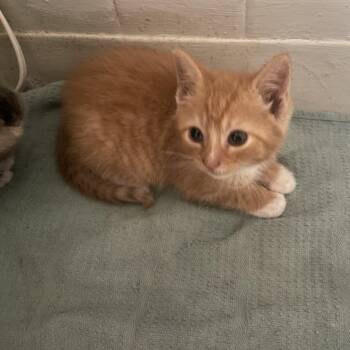 Pumpkin  -  Domestic Short Hair Cat Available for Adoption in Troy, New York - Pumpkin  | PetCurious