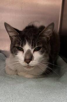 LEXI -  Domestic Short Hair Cat for Adoption - LEXI | PetCurious