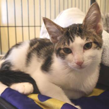 Sherman -  Domestic Short Hair Cat for Adoption in Saint Charles, Missouri - Sherman | PetCurious