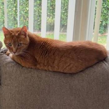 Jumper -  Domestic Short Hair Cat for Adoption in Lake Panasoffkee, Florida - Jumper | PetCurious