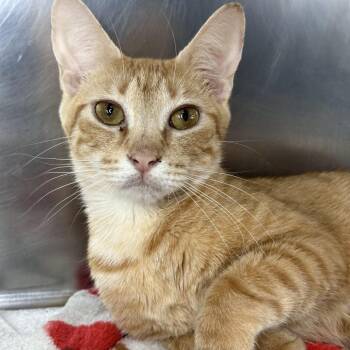 Fairy Godmother -  Domestic Short Hair Cat for Adoption in Matteson, Illinois - Fairy Godmother | PetCurious