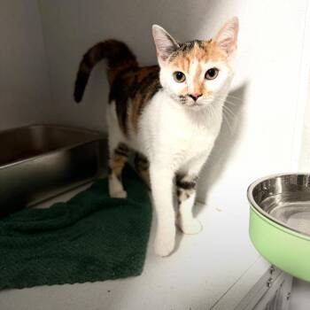 Daphne du Maurier -  Domestic Short Hair Cat for Adoption in Fredericksburg, Virginia - Daphne Du Maurier | PetCurious
