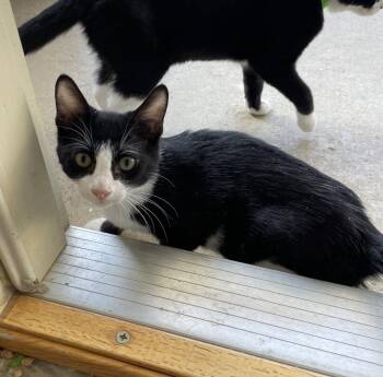 Oreo -  Domestic Short Hair Cat for Adoption in Stover, Missouri - Oreo | PetCurious