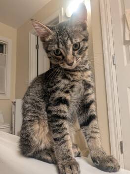 Bulgogi -  American Shorthair Cat for Adoption in Manhattan, Kansas - Bulgogi | PetCurious