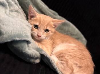 Stitch -  Domestic Short Hair Cat for Adoption in Fort Myers, Florida - Stitch | PetCurious