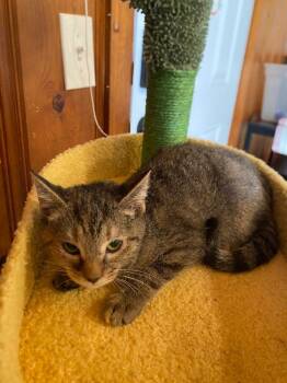 Mitzi -  Domestic Short Hair Cat for Adoption in Cumming, Georgia - Mitzi | PetCurious