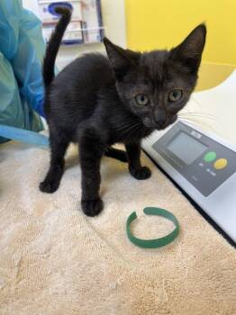 Minto -  Domestic Short Hair Cat for Adoption in Raleigh, North Carolina - Minto | PetCurious