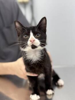Rescue Domestic Short Hair Cats for Adoption in Chicago, Illinois - Crew | PetCurious