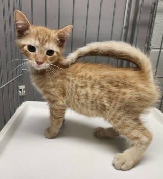 Rescue Domestic Short Hair and Tabby Cats for Adoption in Lexington, Tennessee - MICA | PetCurious