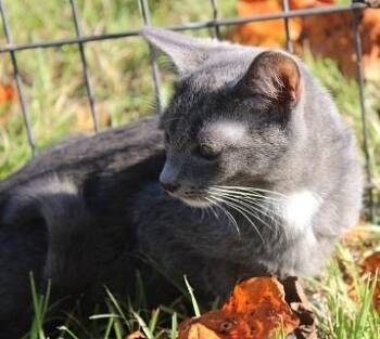 Rescue Domestic Short Hair Cats for Adoption in Southern Pines, North Carolina - Taylor | PetCurious