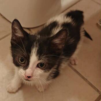 Prince Eric -  American Shorthair Cat for Adoption in Mount Vernon, Arkansas - Prince Eric | PetCurious