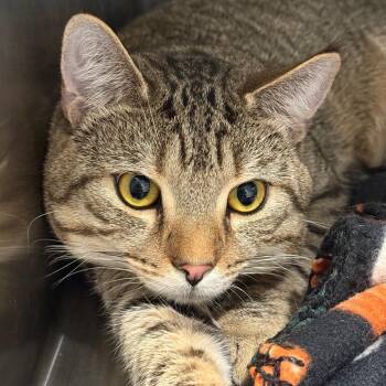 Kaladin -  American Shorthair Cat for Adoption in Bethel, Connecticut - Kaladin | PetCurious