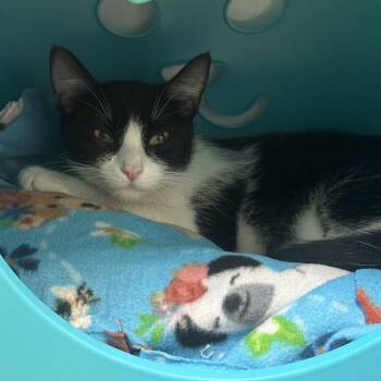 Sylvia -  Domestic Short Hair Cat for Adoption in West Palm Beach, Florida - Sylvia | PetCurious
