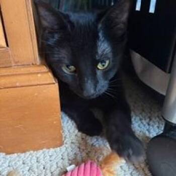 Domestic Short Hair Cats Available for Adoption in Green Bay, Wisconsin - Nan | PetCurious