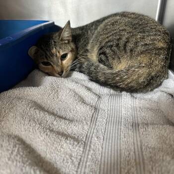 Paisley -  Domestic Short Hair Cat for Adoption in Bristol, Indiana - Paisley | PetCurious