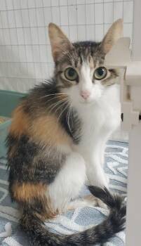 Sailor Moon -  Domestic Short Hair Cat for Adoption in Diamond Springs, California - Sailor Moon | PetCurious