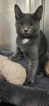 Domestic Short Hair Cats Available for Adoption - Misti | PetCurious