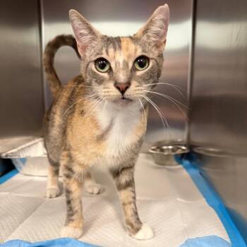 Domestic Short Hair Cats Available for Adoption in Greensboro, North Carolina - Tumblefern | PetCurious