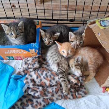 Singers Siblings - Taylor -  Domestic Short Hair Cat for Adoption in Washington, District Of Columbia - Singers Siblings - Taylor | PetCurious