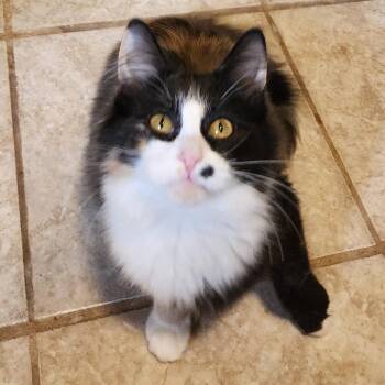 Cindy Clawford -  Domestic Long Hair Cat for Adoption in Saint Paul, Minnesota - Cindy Clawford | PetCurious