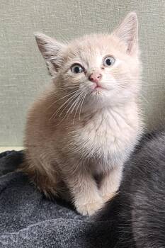 Trip -  Domestic Short Hair Cat Available for Adoption in Tulsa, Oklahoma - Trip | PetCurious