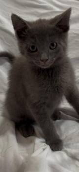 SMOKEY -  Domestic Short Hair Cat for Adoption in San Jose, California - SMOKEY | PetCurious