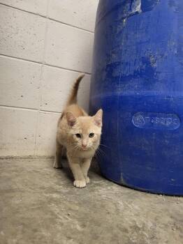 Rescue Domestic Short Hair Cats for Adoption in Chilton, Wisconsin - Dune | PetCurious