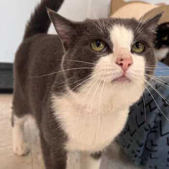 Mars -  Domestic Short Hair Cat for Adoption in Binghamton, New York - Mars | PetCurious