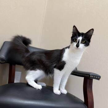 Penelope (Penny) -  Domestic Long Hair Cat for Adoption in North Providence, Rhode Island - Penelope (Penny) | PetCurious